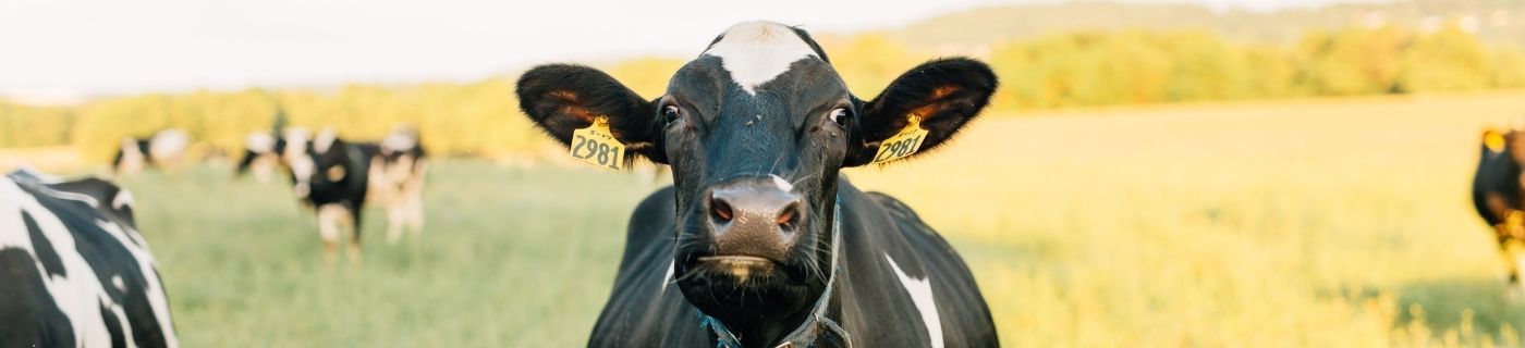 Cowspiracy – Das Geheimnis der Nachhaltigkeit